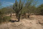 the Toothpick cactus